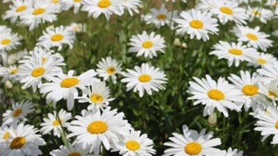 Shasta daisies in full bloom
