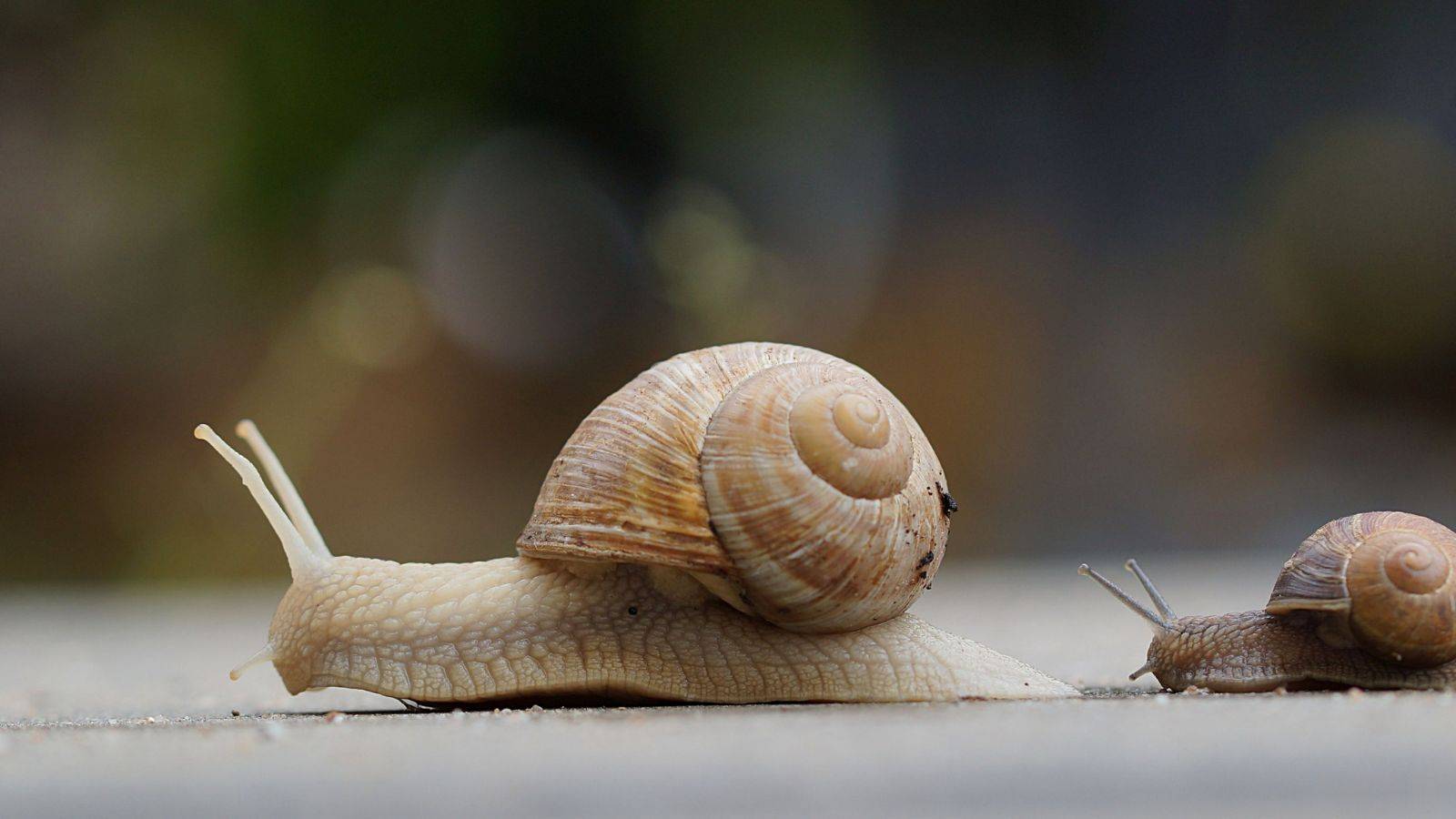 A small and big snail next  to each other