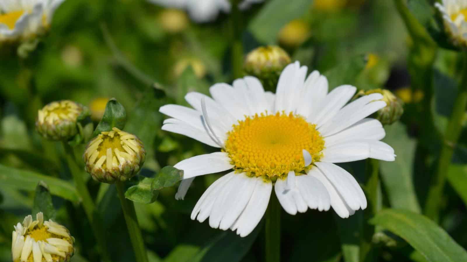 Closeup view of a Snow Lady Shasta Daisy