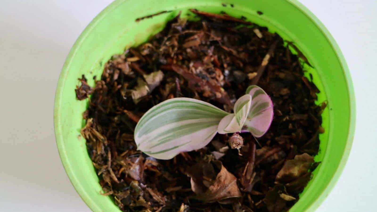 Tradescantia Nanouk planted in soil on a green pot