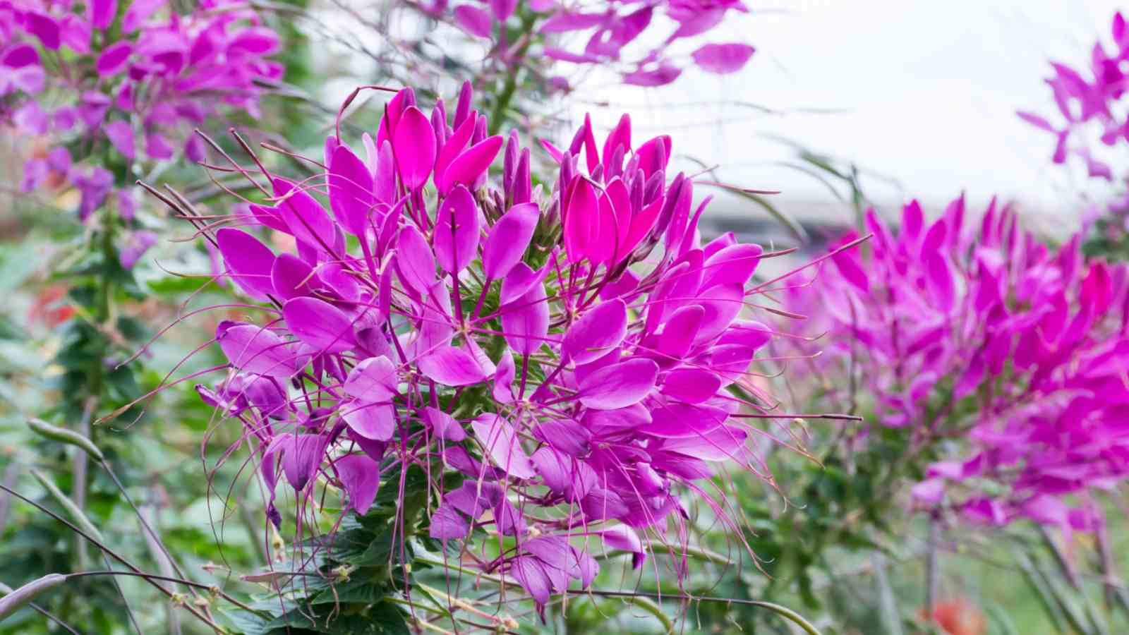 Pink spider flowers with green leaves