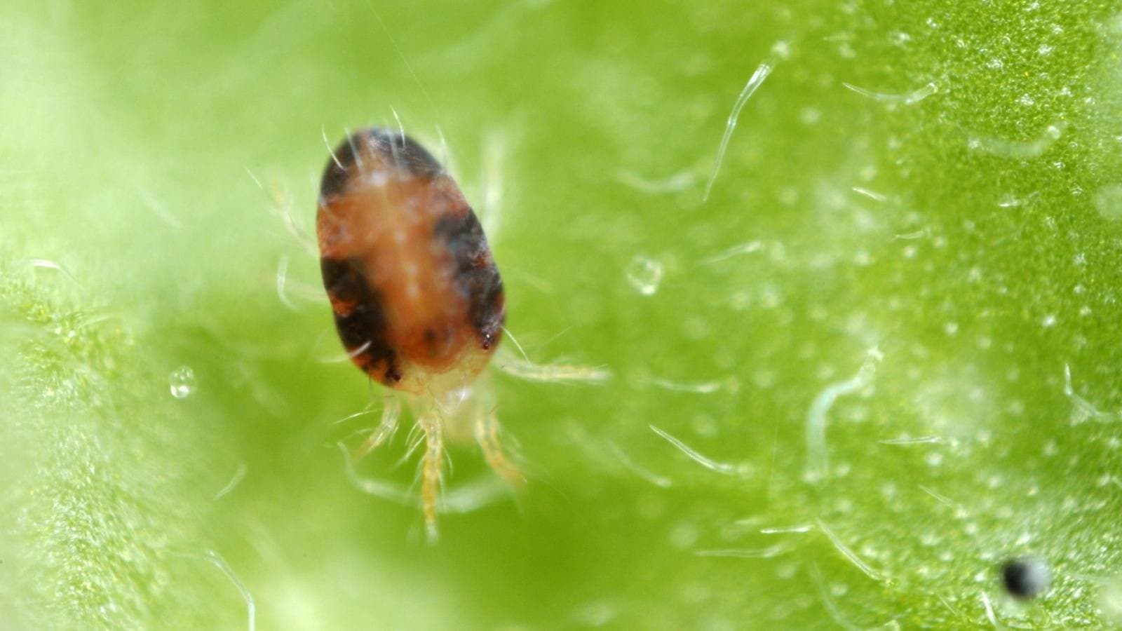 Closeup view of a spider mite