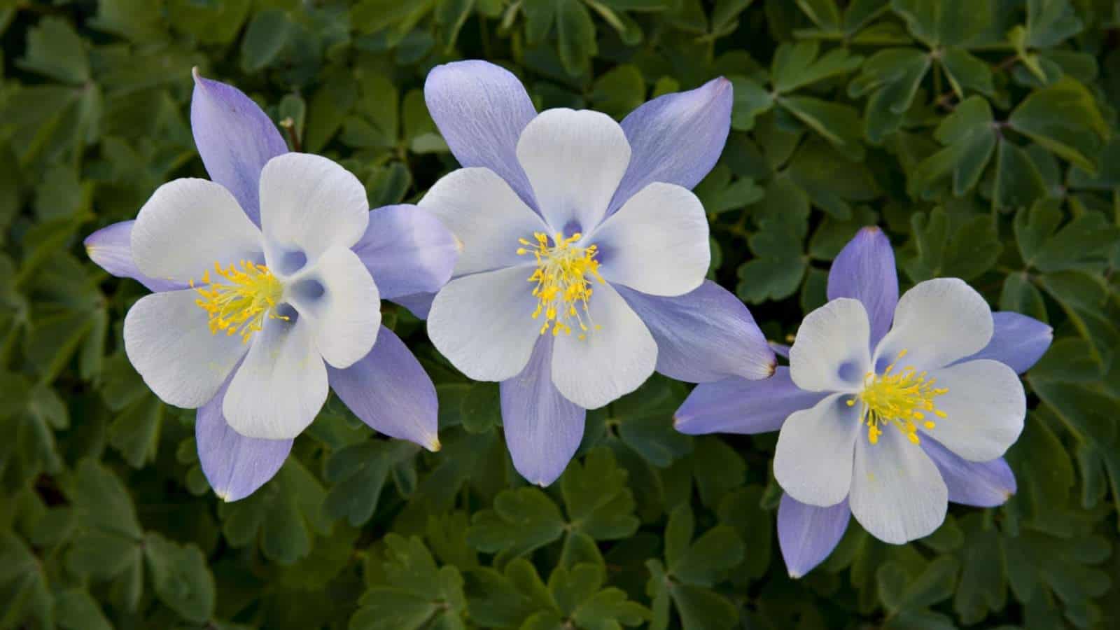 Three purple and white columbine flowers