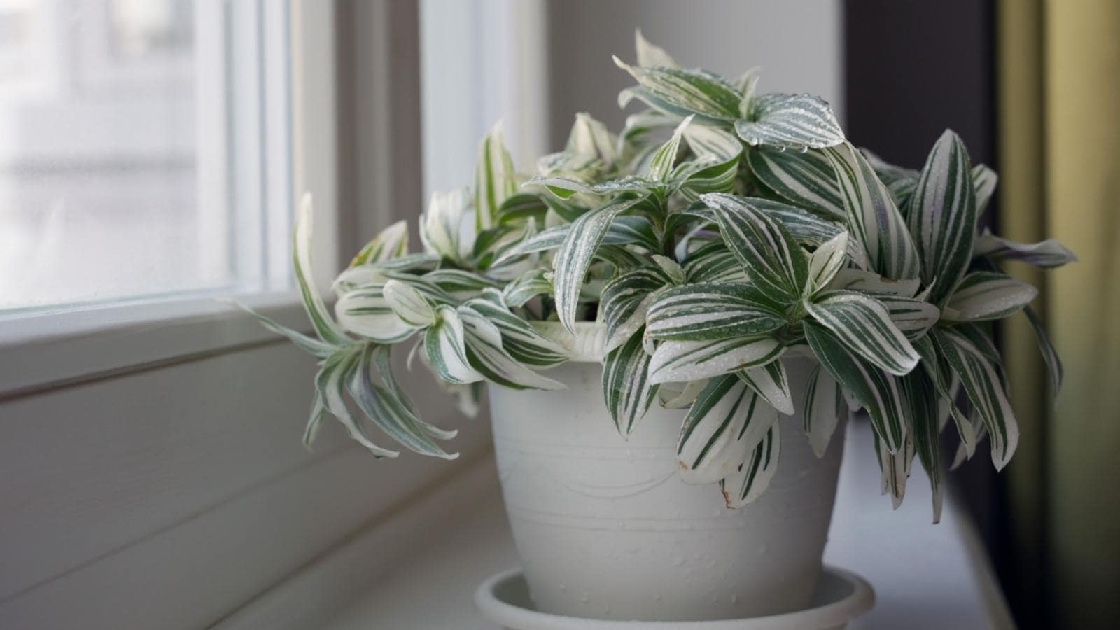 Tradescantia nanouk on a white pot on the windowsill