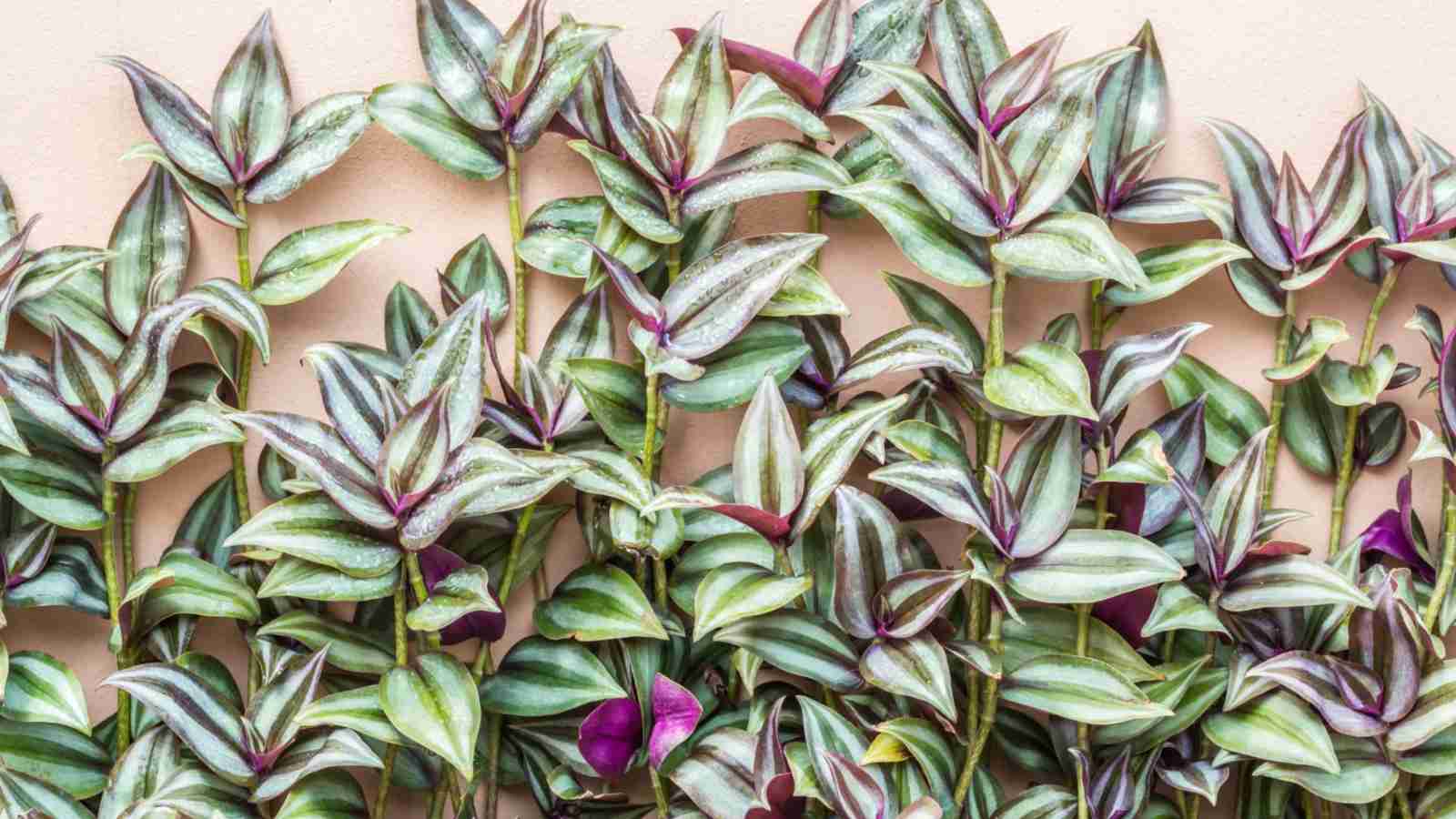 Wandering jew against a wall