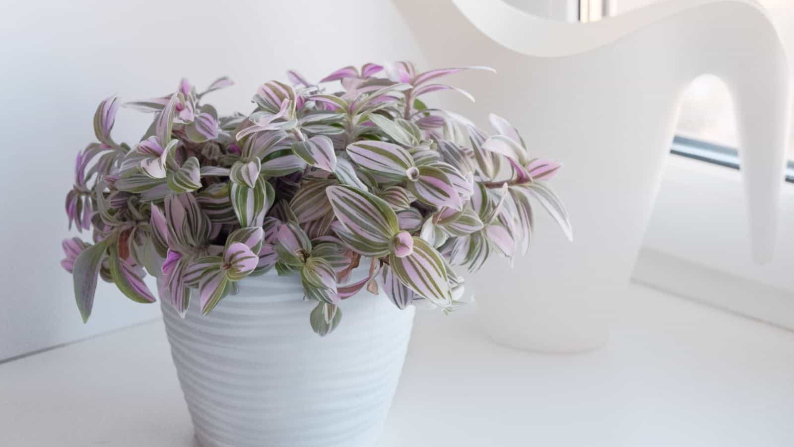 Tradescantia nanouk on a white pot