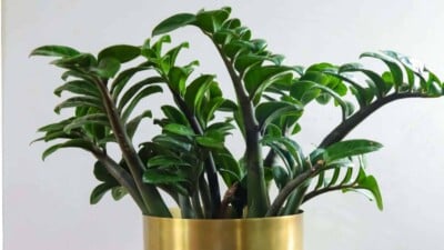 ZZ plant with green leaves on a golden pot