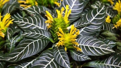 Zebra plant with yellow flowers