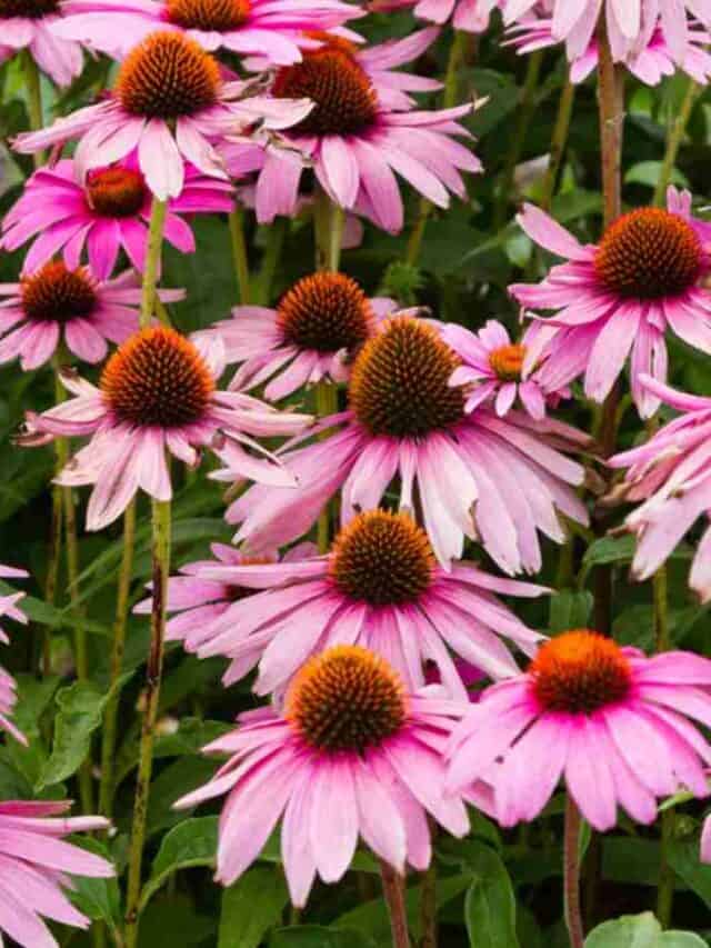 cropped-Coneflower-in-the-garden.jpg