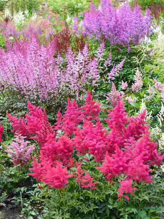 Landscape with deer-resistant plants