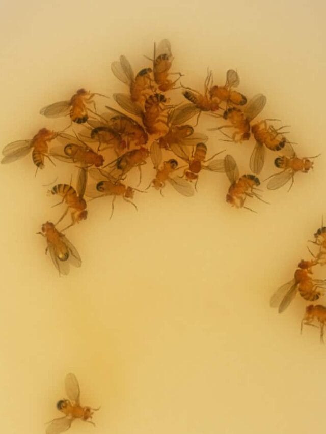 Fruit flies trapped and drowned in vinegar