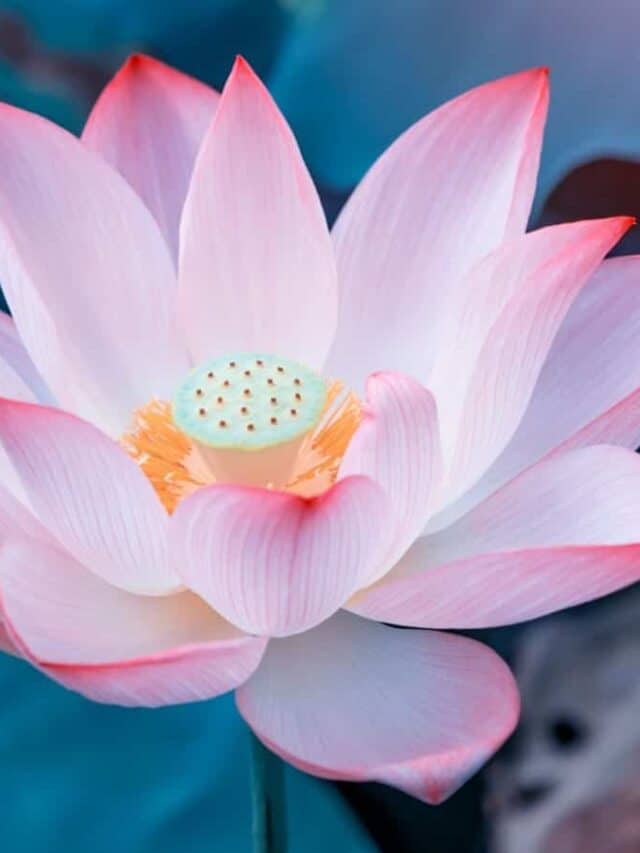 Pink lotus flower