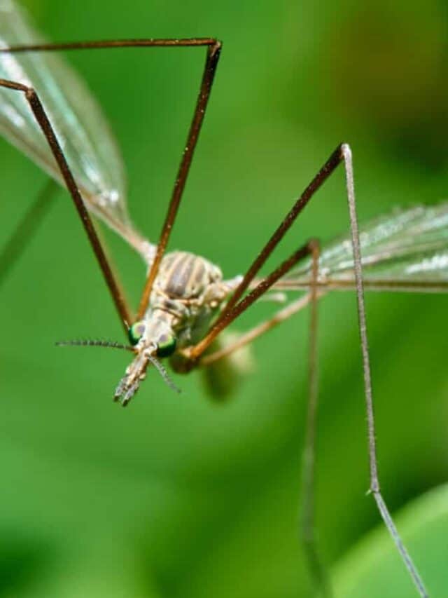 Macro of mosquito hawk on a green plant