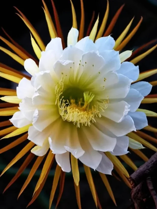 Night-blooming-Cereus-flower