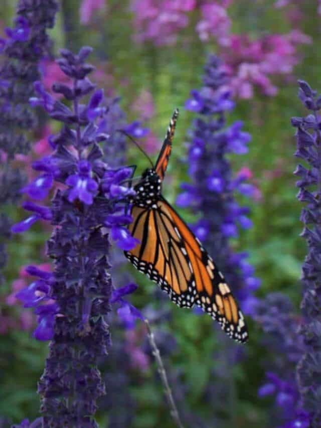 Monarch butterfly perching on a Russian sage