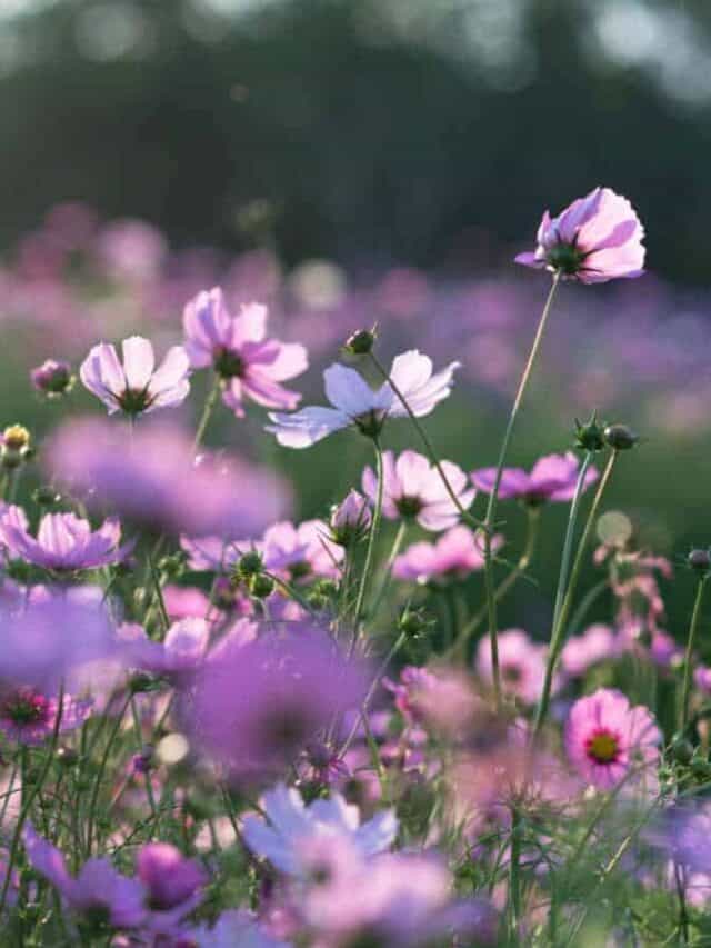 Springโs Palette of Vibrant Flowers