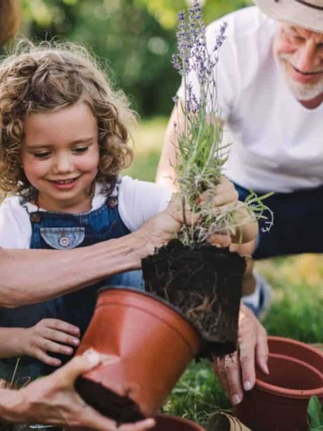 Grandparents gardening with their grandaughter. Potting a small plant.