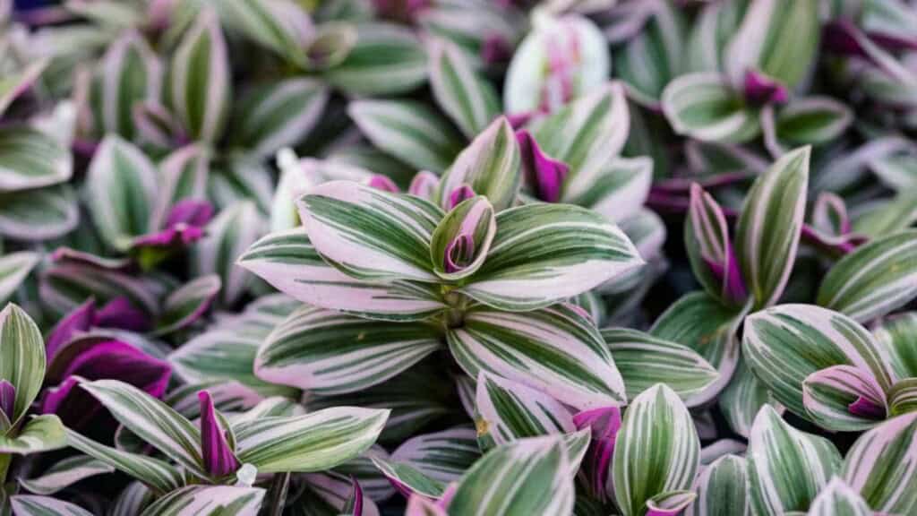Tradescantia Nanouk leaves