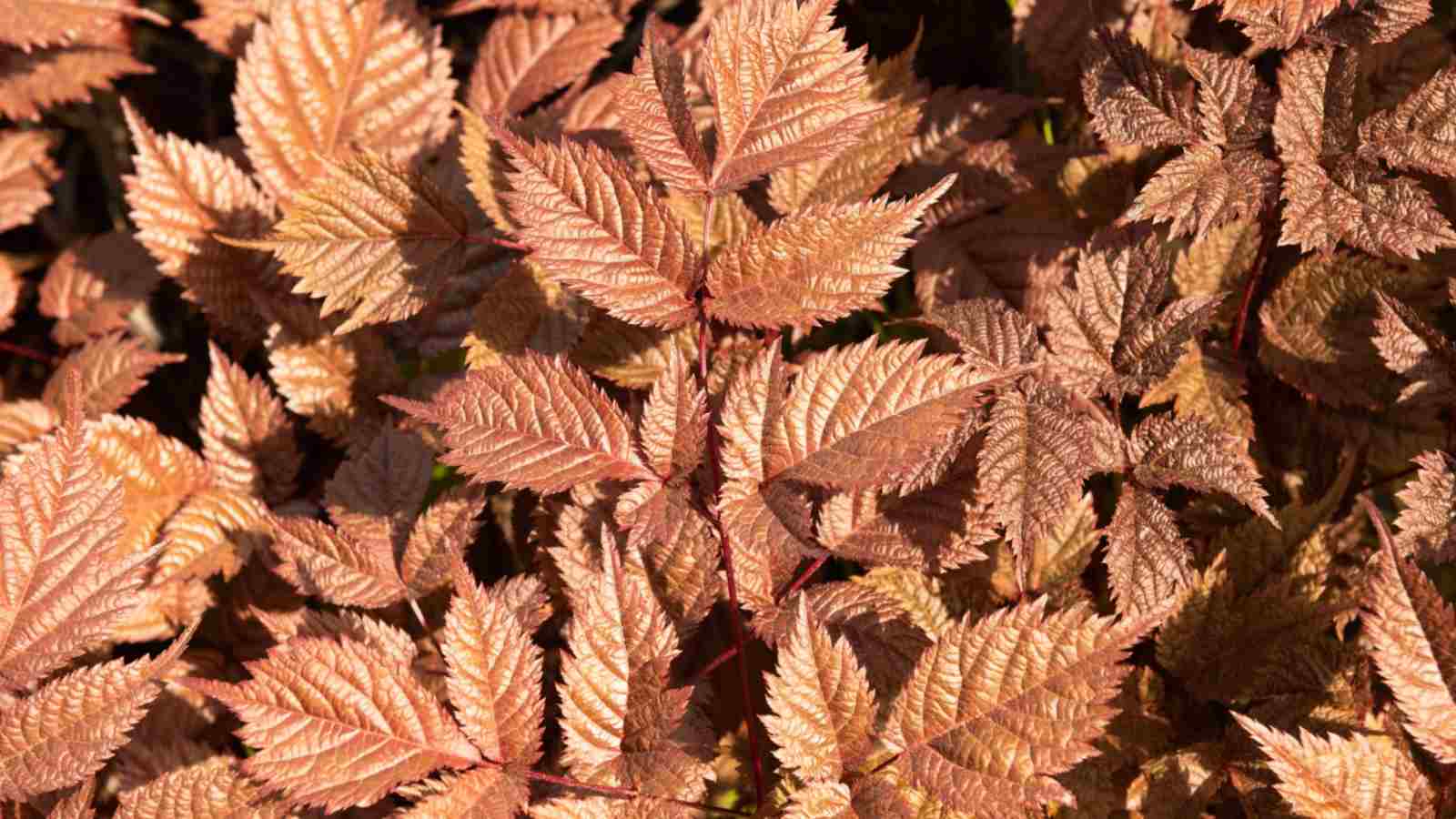 Chocolate-colored leaves of ‘Chocolate Shogun’ Astilbe