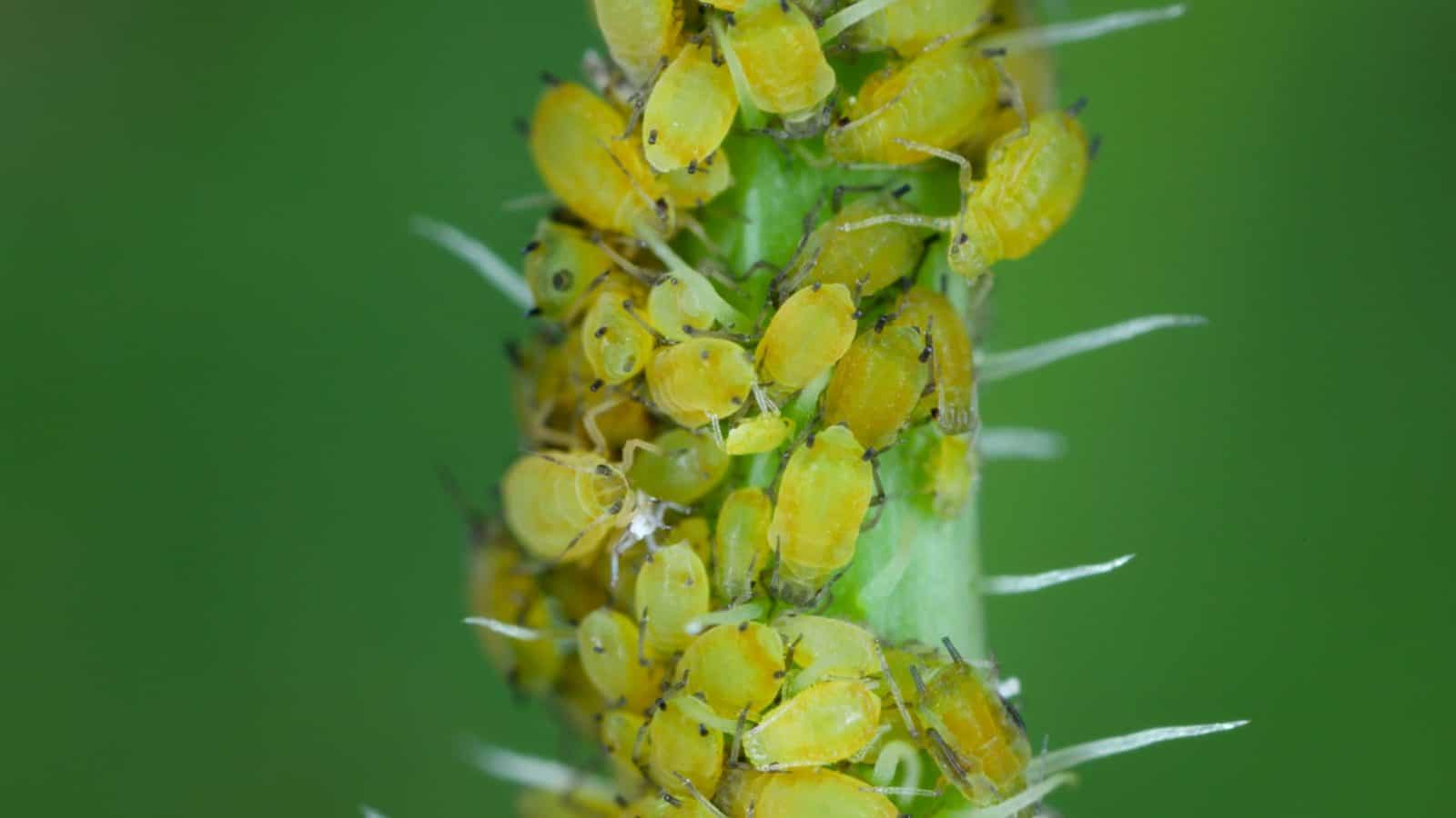 Colony of green aphids