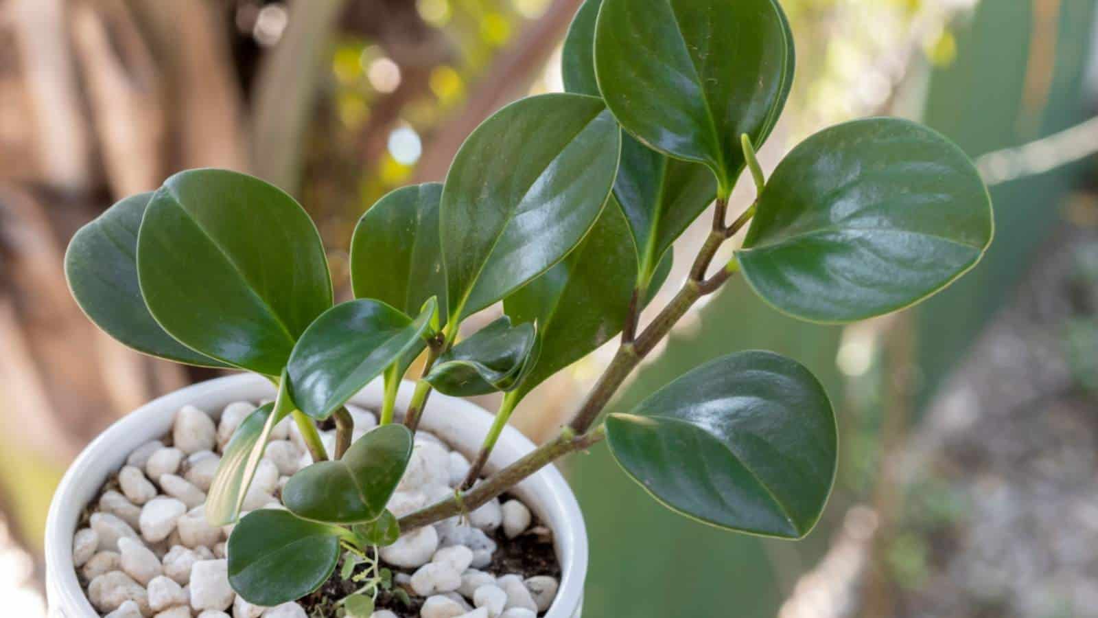 Closeup on the green leaves of baby rubber plant on a balcony