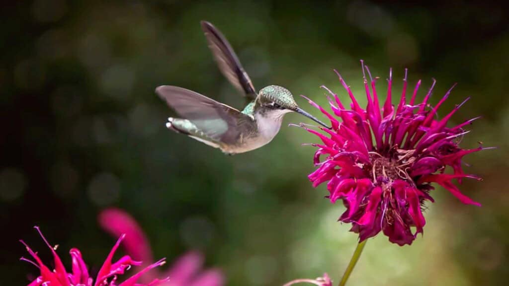 Hummingbird on a bee balm flower