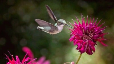 Hummingbird on a bee balm flower