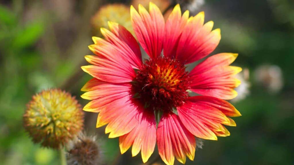 Focus shot of a blanket flower