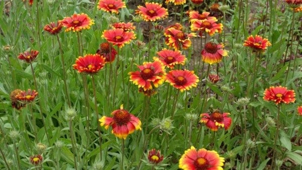 How to Plant, Grow, and Care for Blanket Flower (Gaillardia)