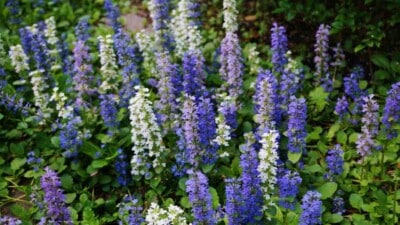 Purple, violet, and white flowers of bugleweed