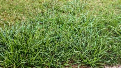 Lawn with crabgrass
