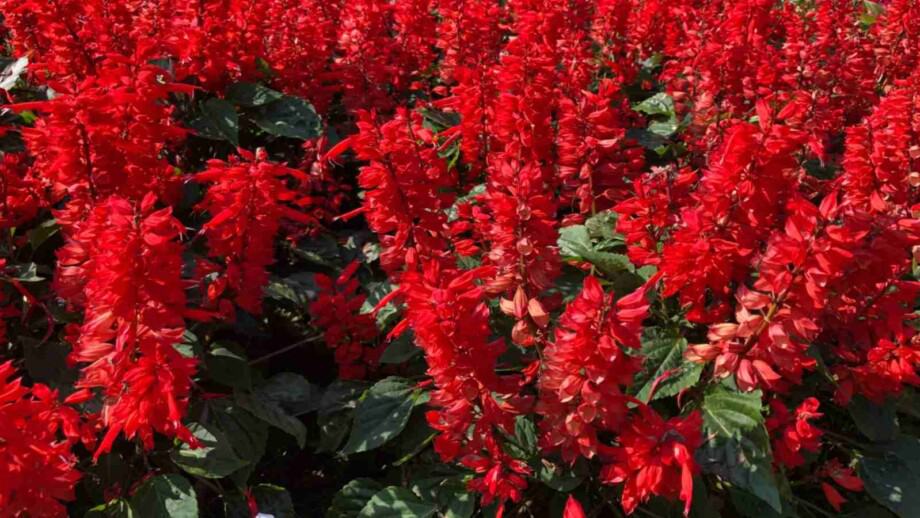 Red Cardinal Flowers in a field