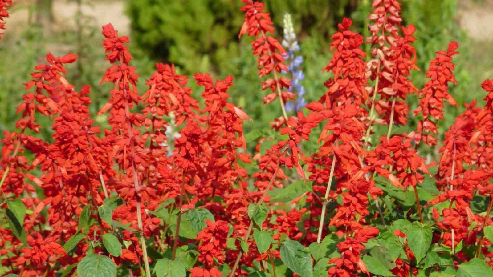 Garden with cardinal flowers under full sun