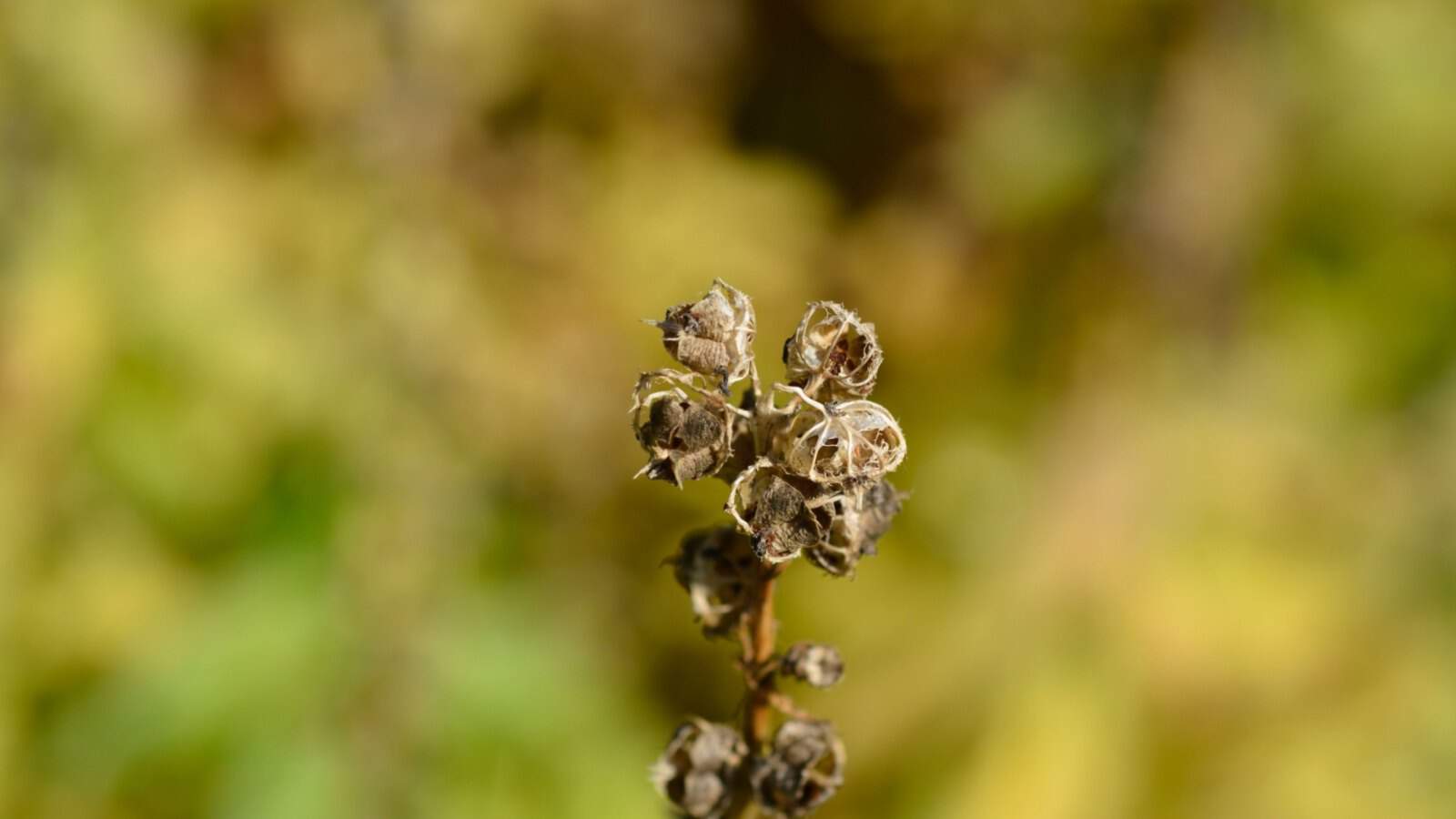 Seed pods of Cardinal Flower