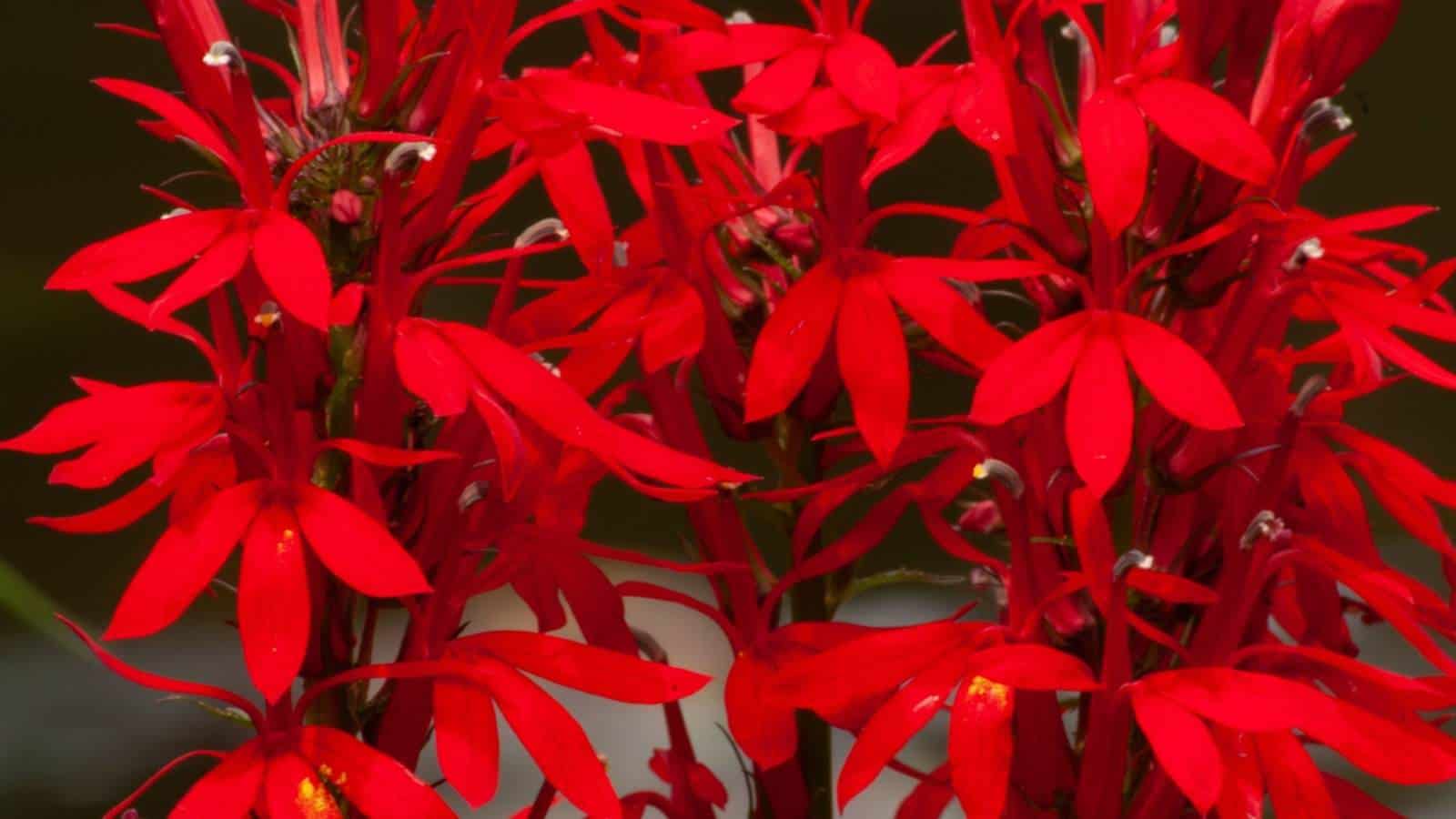 Closeup on the red flowers of cardinal flower