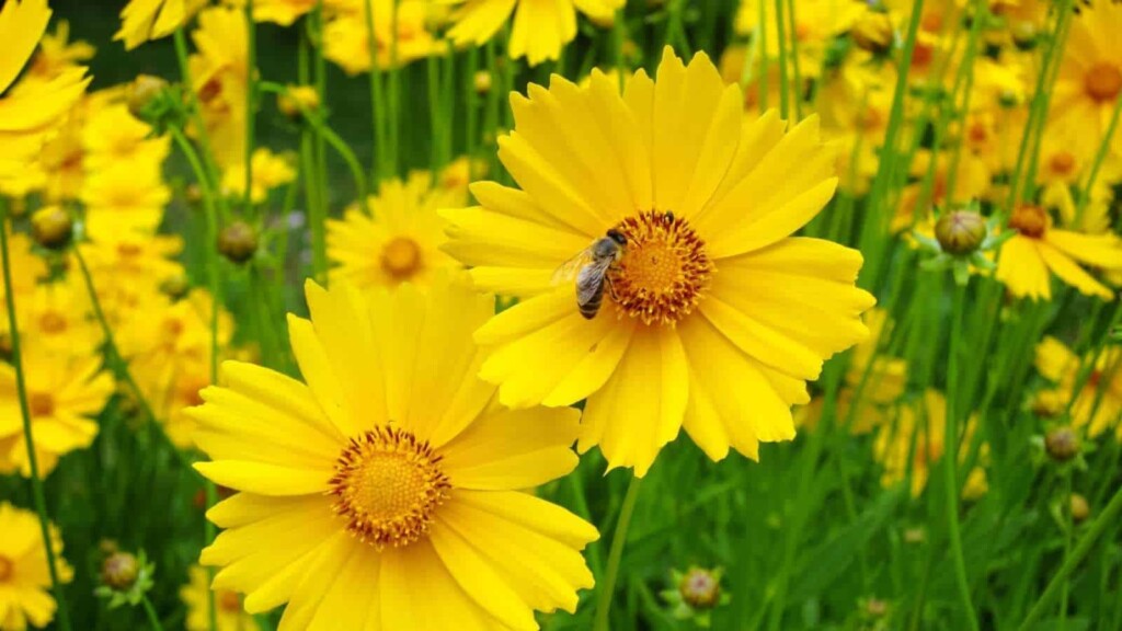 Blooming yellow coreopsis flowers with a bee perching on a garden
