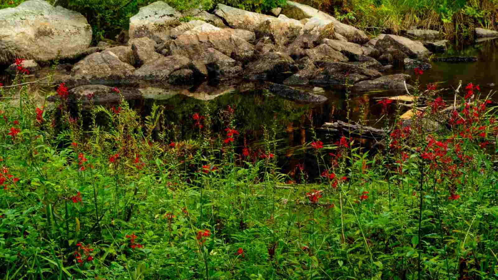 Blooming cardinal flowers near a creek