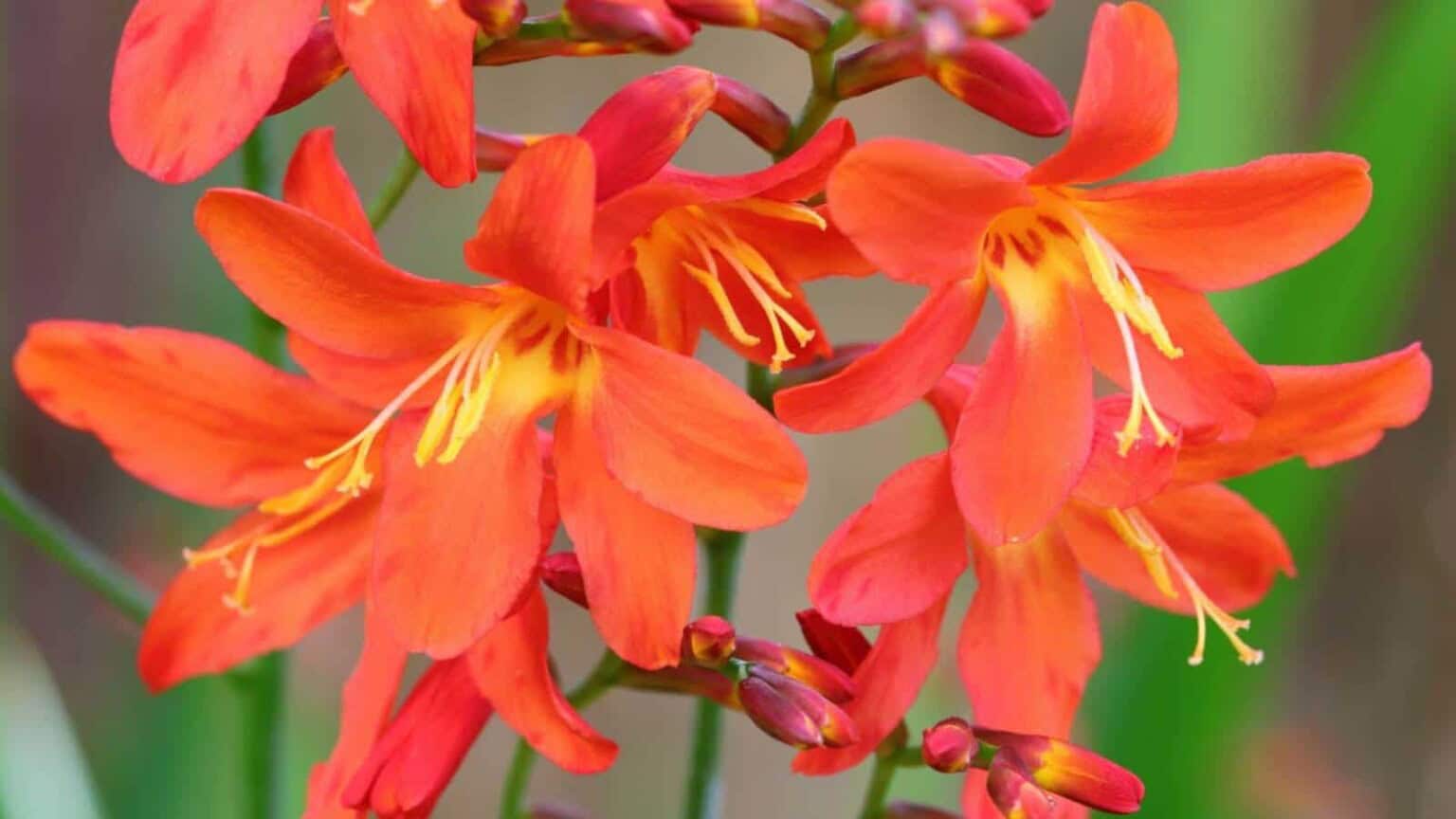 How to Plant, Grow and Care for Crocosmia Flowers - Full Guide