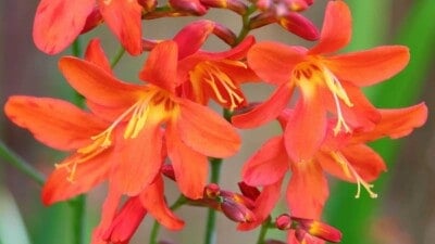 Selective focus of crocosmia flowers