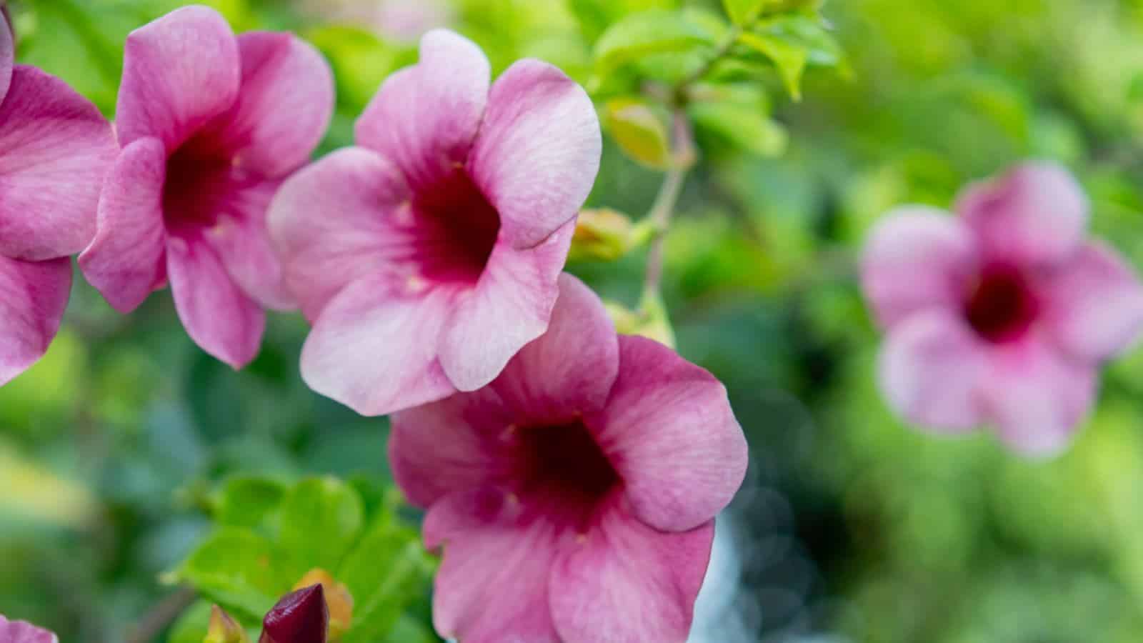 Pink Mexican Petunia flowers selective focus