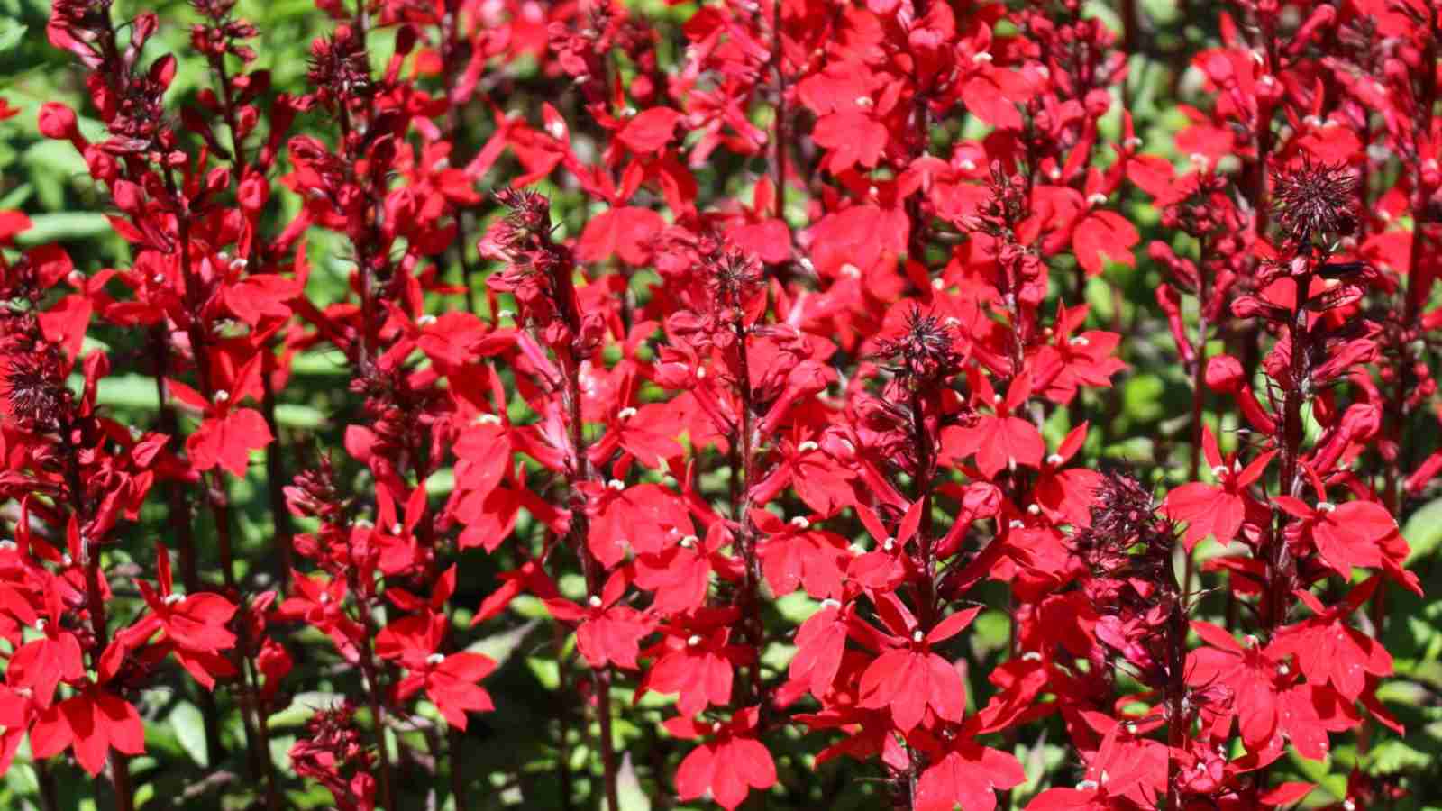 Red cardinal flowers in the garden