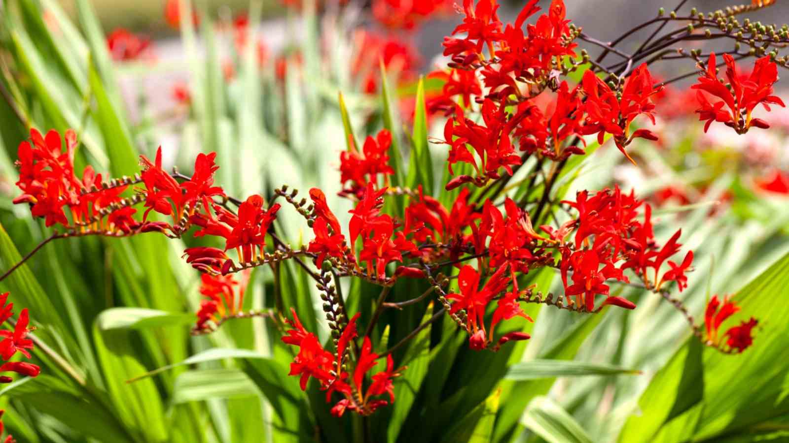 How Do Plants Grow Crocosmia