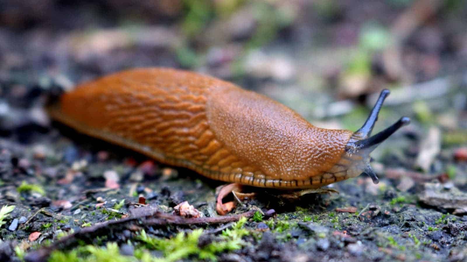 Slug in the garden