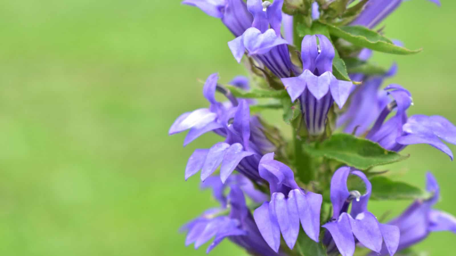 Great blue lobelia closeup shot