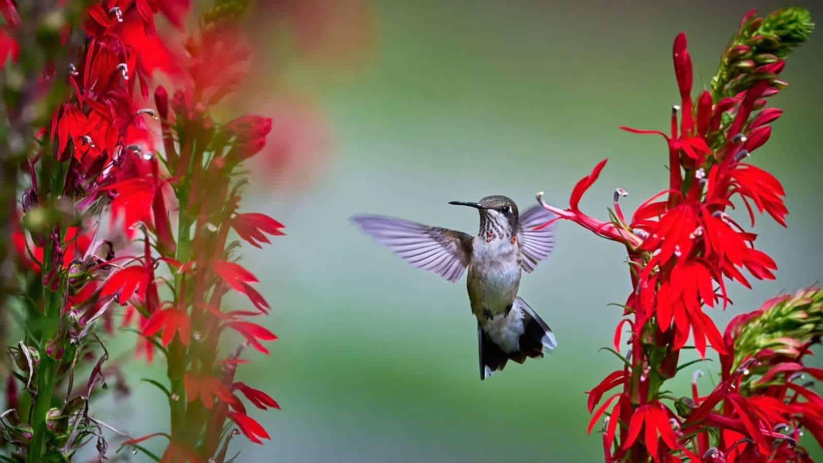 Hummingbird flying towards a cardinal flower