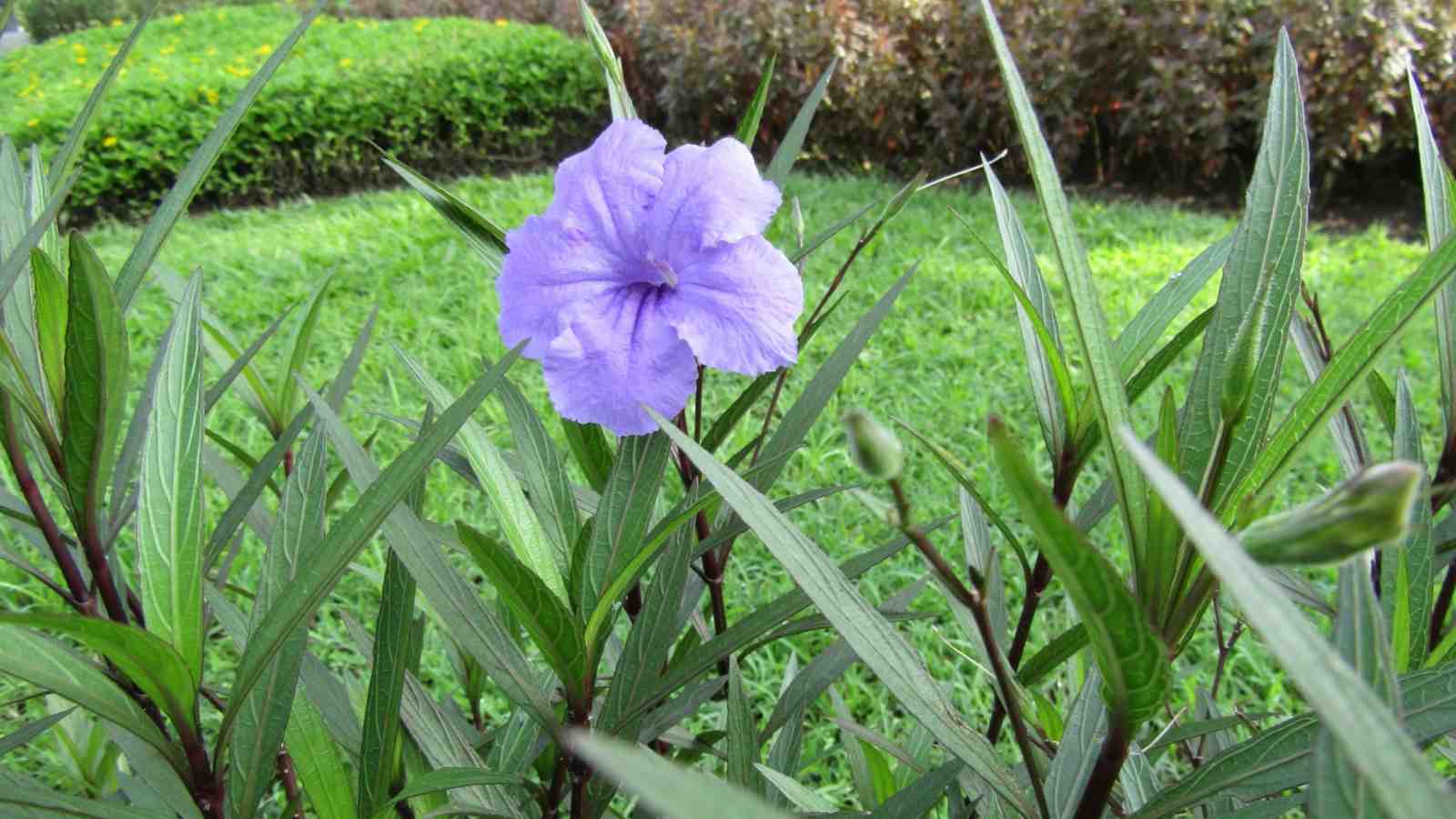 Mexican petunia on a lawn