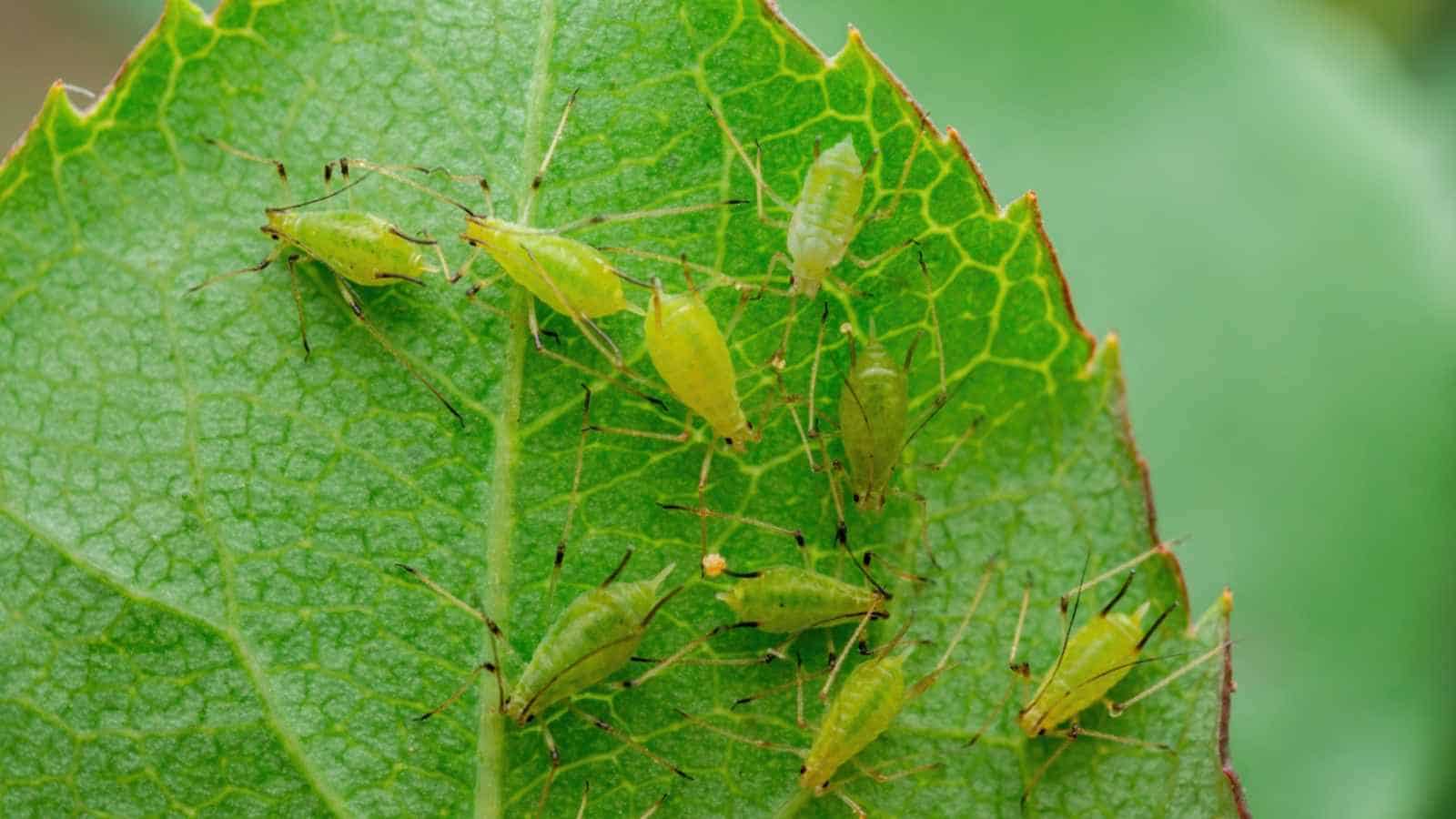 Aphids on a green leaf