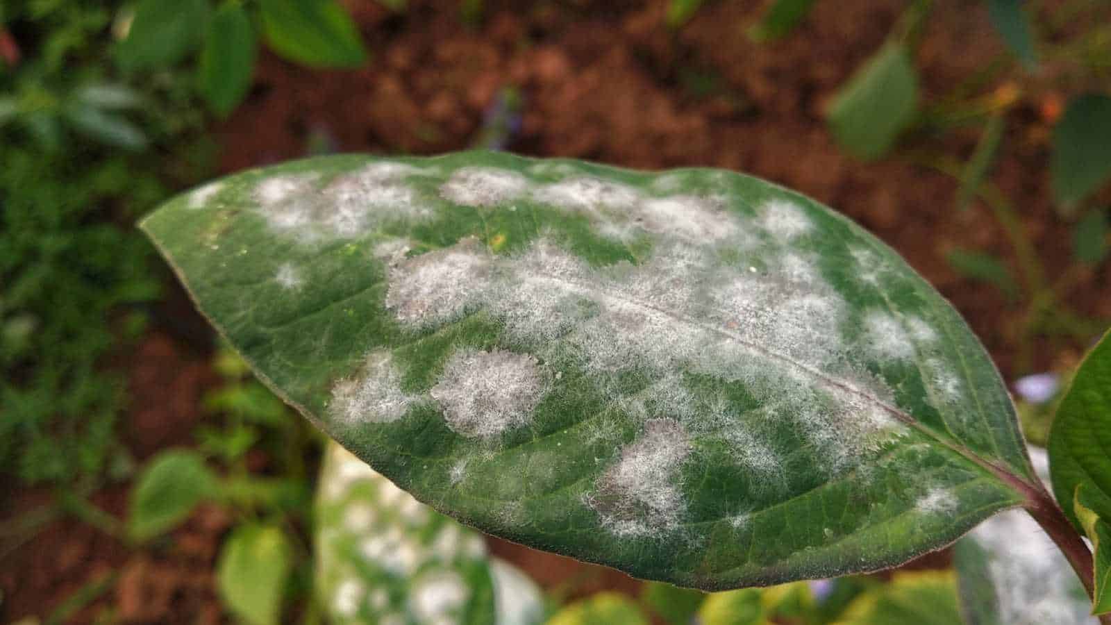 Powdery mildew on a green leaf