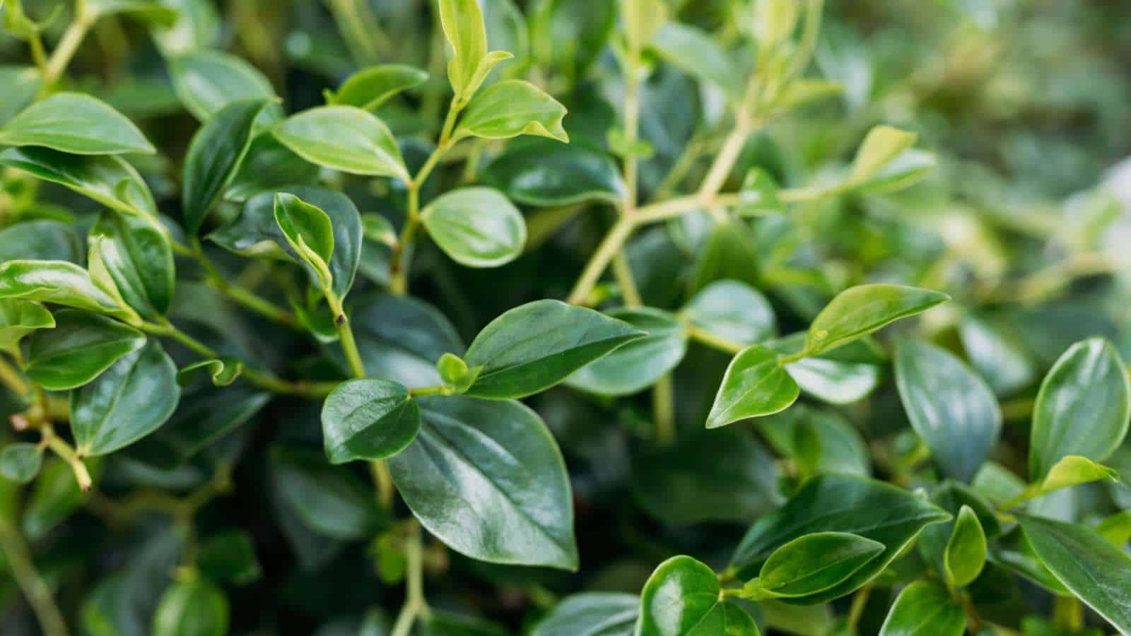 Closeup view on the green leaves of peperomia obtusifolia