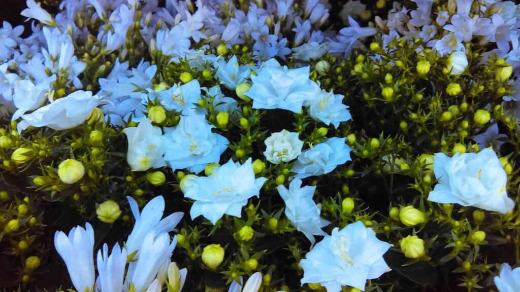 Blue flowers of Lithodora